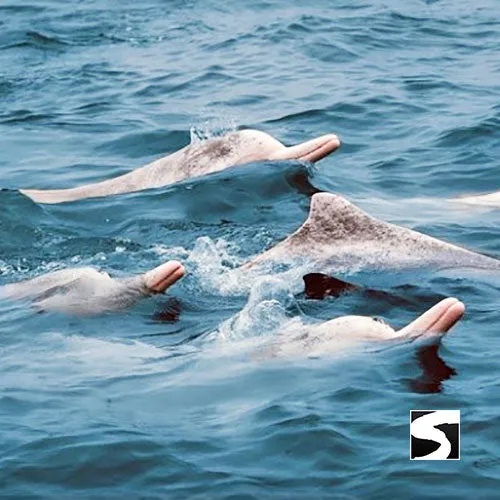 Cruise Ship Tour Pink Dolphins Khanom