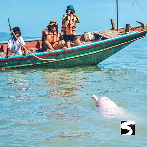 Cruise Ship Tour Pink Dolphins Khanom
