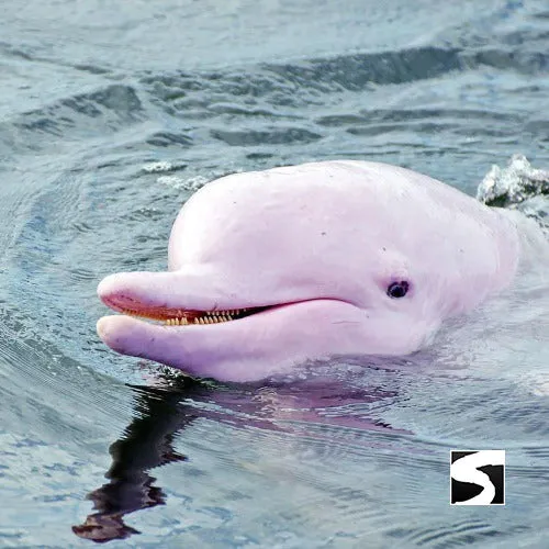 Cruise Ship Tour Pink Dolphins Khanom