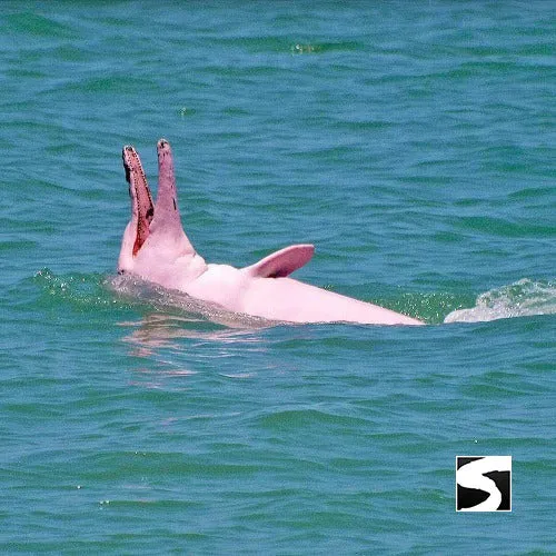 Cruise Ship Tour Pink Dolphins Khanom
