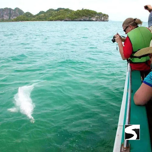 Cruise Ship Tour Pink Dolphins Khanom