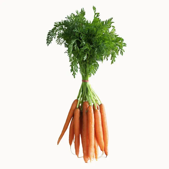 Fresh Carrot