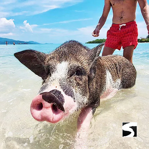 *Koh Samui Pink Dolphin tour Khanom