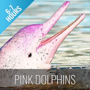 *Koh Samui Pink Dolphin tour Khanom