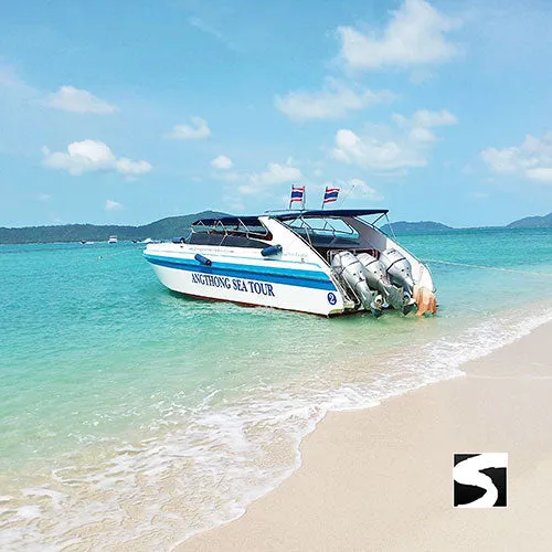 Pink Dolphins Cruise Ship Tour - Koh Samui Last Minute